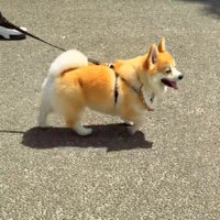 散歩する犬