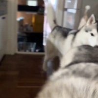ハスキー3匹を呼んだ時の反応6