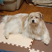 もはや別の犬！！