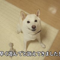 「パパ、一緒に遊んでよ！」