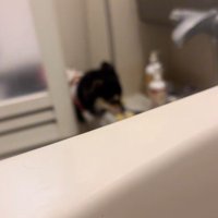 おもちゃをくわえて登場