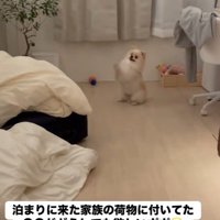 一生懸命お願いポーズ！