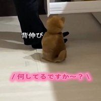 座る子犬