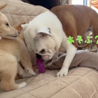 おもちゃを咥えて子犬のところへやってきた先住犬