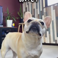 飼い主を見つめる犬