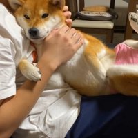 甘えん坊モードのゆきちゃん