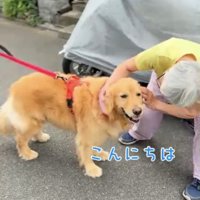 撫でられて嬉しそうな犬