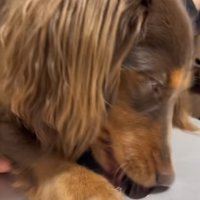 Appleマークを舐める犬