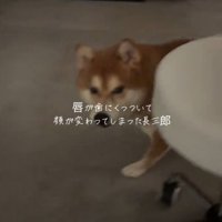 飼い主の方へ駆けてくる犬