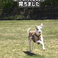 とらきち君のビフォーアフター9