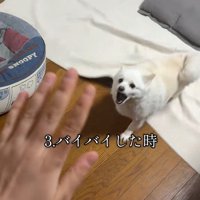 バイバイに怒るベラちゃん