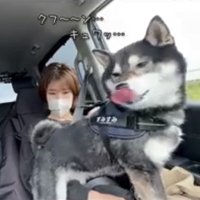 車内で立ち尽くす犬