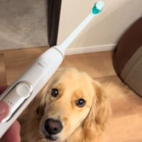 歯ブラシを見る犬