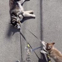 微動だにしない兄