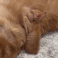 おからちゃんに甘える子猫