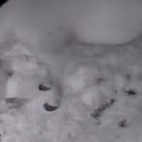 深夜の馬小屋を見てみると…
