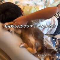 アムくんをなでるお兄ちゃん