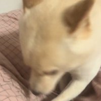 前足で布団を引っ掻く犬
