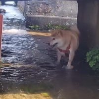 橋の下をくぐるわらびちゃん