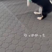 必死に引っ張るむぎ君