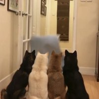 床へ落ちる布を見つめる4匹の犬