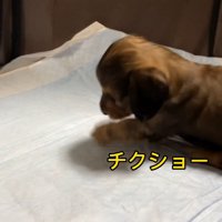 おもちゃを取られていじけるジャンボくん7