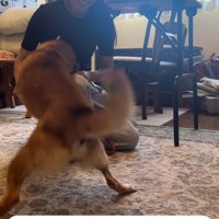 リードを短く持たれて飛びかかる犬