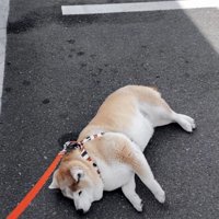 「チキンはまだなの…」