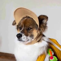 「お散歩が消えた…」