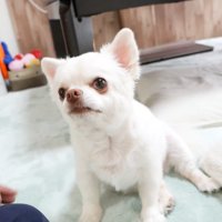 ヤキモチを妬くコハクくん4