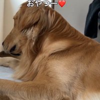 1階から聞こえてくる声に耳を傾ける犬