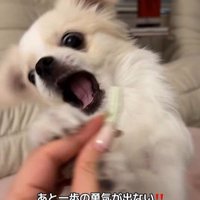 歯磨きガムを怖がるぽっぷくん8