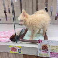売れ残って1万円に…