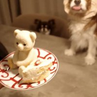 ケーキを見て舌を出す犬