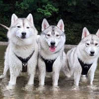 ラフ