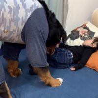 寝ている女の子に近づいて女の子を嗅ぐ大型犬