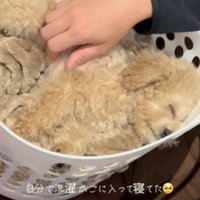 犬の寝顔