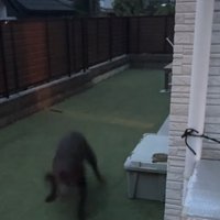 かけ出す大型犬