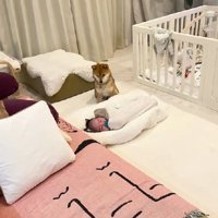 柴犬のみそちゃん