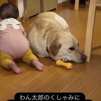 ハイハイでわん太郎くんの隣へ