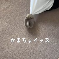 「お掃除はいいから、私と遊んで！」