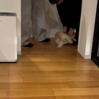 家族に撫でてもらう小型犬