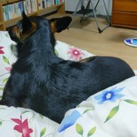 パパさんが呼んでも無視