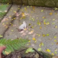 山でヘビを探していたら…