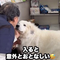 先生に撫でられて落ち着く犬