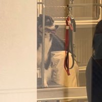 トリミング中の犬