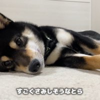 哀愁漂う姿が切ない