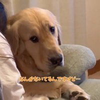 女性に泣きつかれる犬