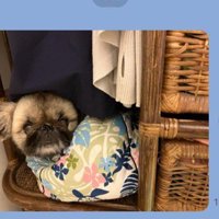 狭い場所に隠れる福丸ちゃん！
