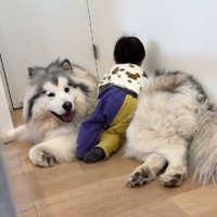 わんこのお腹を枕にしてゴロゴロ